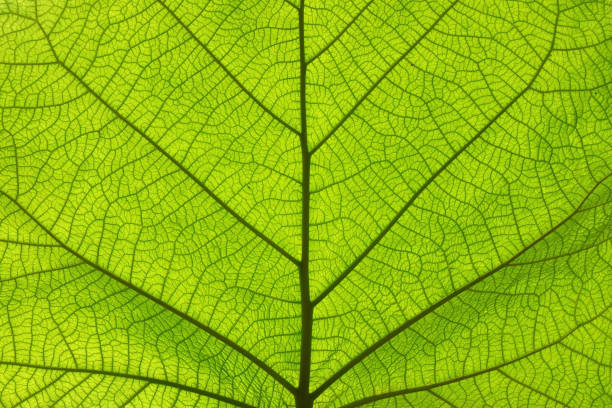 緑の葉脈のテクスチャを極端なクローズ - nature close up full frame macro ストックフォトと画像