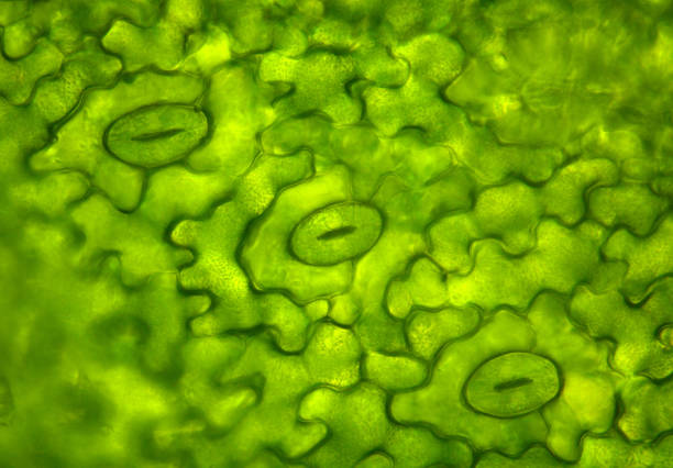 spaltöffnungen unter dem mikroskop - stomata stock-fotos und bilder