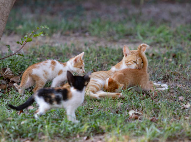 istock Mother cat and cute kittens in nature 1070159424