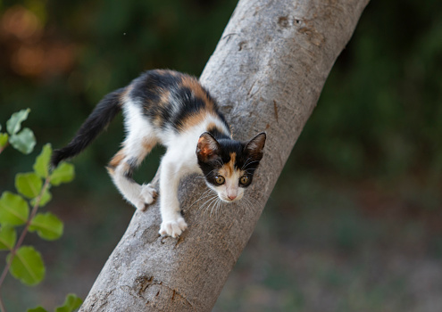Frightened kitten climbing on tree