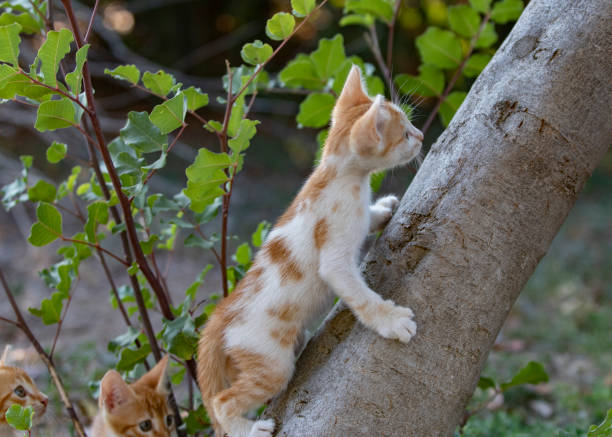 istock Cute kittens playing game in the park 1070162382