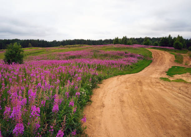 istock Flowered willowherb Ivan tea . Koltush heights - natural landscape, Vsevolozhsky district, Leningrad region. 1070163216
