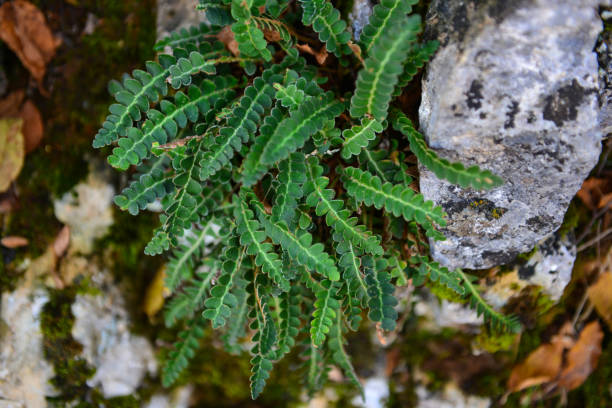 istock special plant against rheumatism pains and calcifications 1070163238