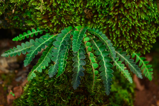 istock medicinal herbs and natural habitat 1070163248