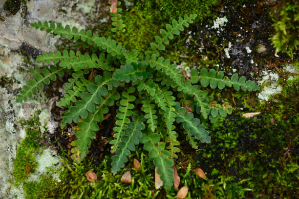 istock Medicinal plant for kidney stones 1070163300