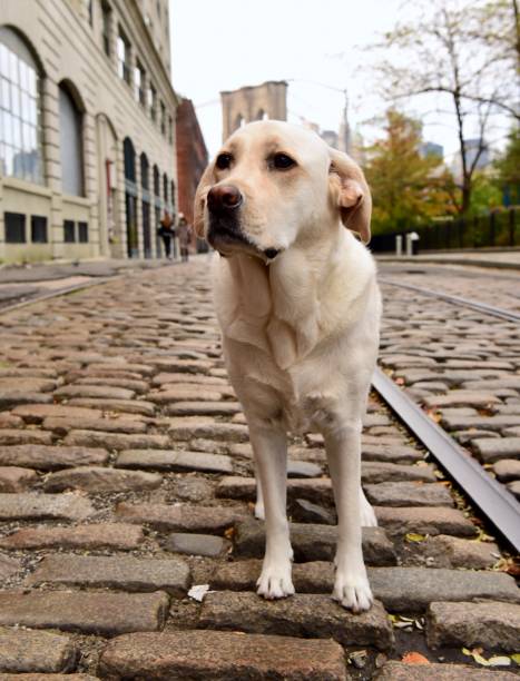 istock Labrador Retriever in Brooklyn 1070164390