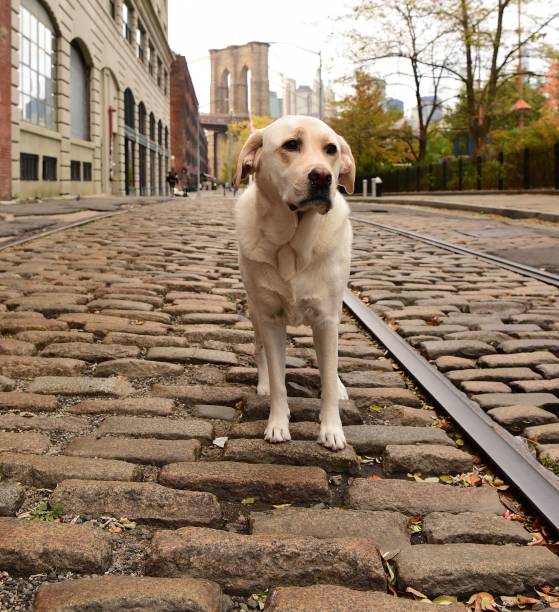 istock Labrador Retriever in Brooklyn 1070164620