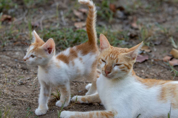 istock Playful cute kitten and mother 1070165062