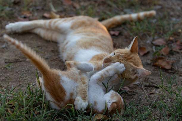 istock Playful cute kitten and mother 1070165470