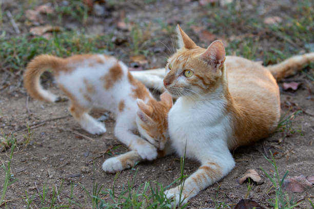 istock Playful cute kitten and mother 1070165488