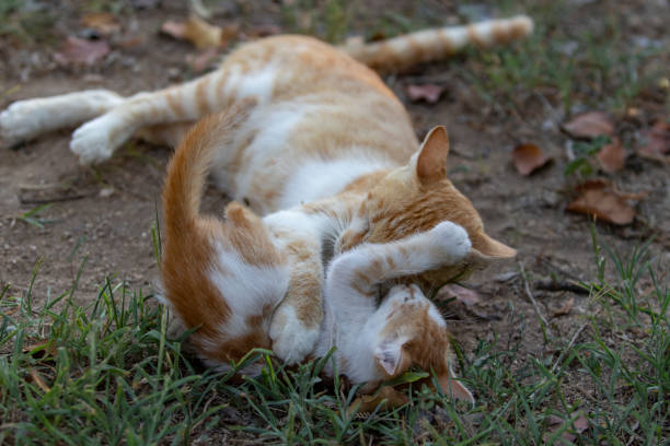 istock Playful cute kitten and mother 1070165856
