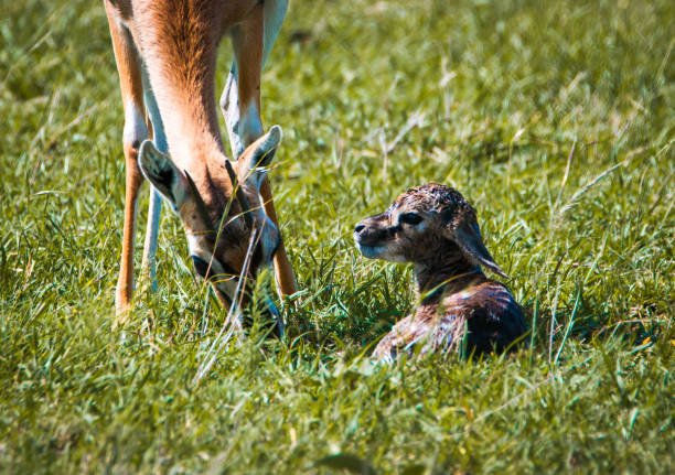 Thomson's gazelle urging her newborn child to take its first steps