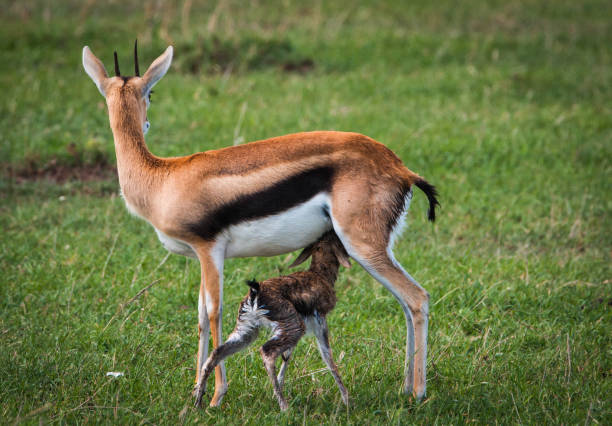 istock Thomson's gazelle with her newborn child 1070167164