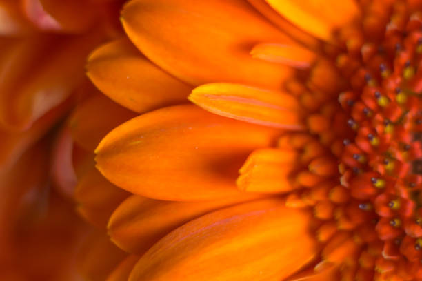 istock Macro image of flowers - close up flower background 1070168852