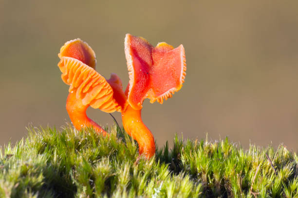 istock Hygrocybe phaeococcinea fungus is a wax cap 1070170500