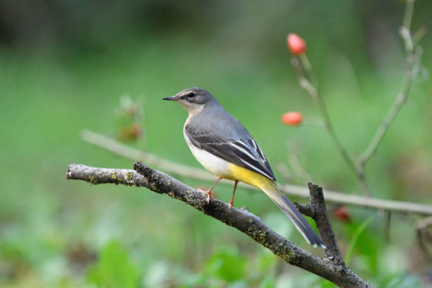 grey wagtail (motacilla cinerea) - grey wagtail imagens e fotografias de stock