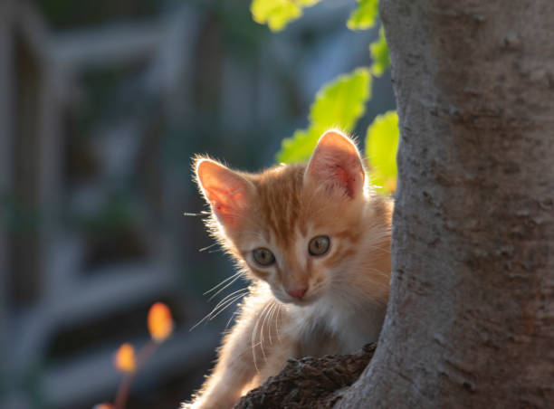istock Cute kitten in nature 1070171044
