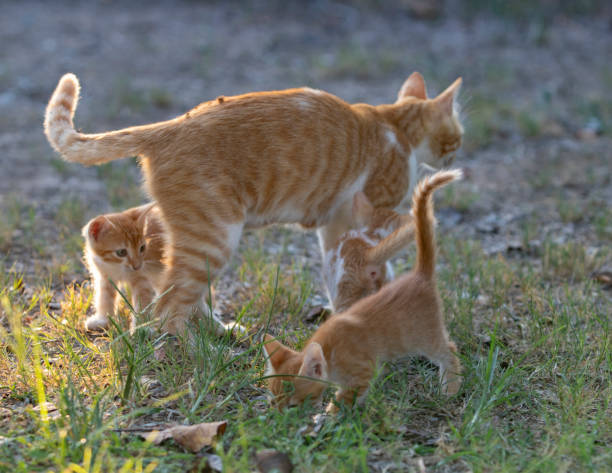 istock Mother cat and cute kittens 1070171518