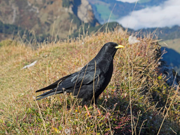 istock Alpine cough, Alpendohle (Pyrrhocorax graculus) 1070172572