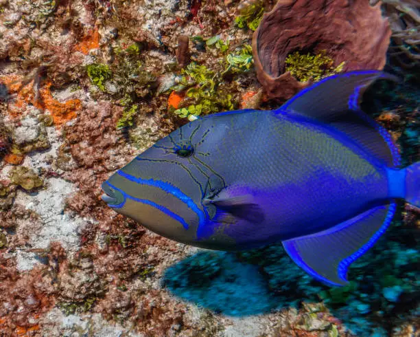 Maldives. The Royal triggerfish (Balistes vetula) is a frequent guest of coral reefs.