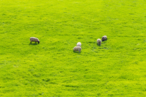 stagro owiec na polu farmy w greenway trasy z castlebar do westport - castlebar zdjęcia i obrazy z banku zdjęć