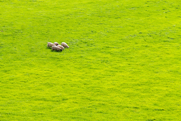 stagro owiec na polu farmy w greenway trasy z castlebar do westport - castlebar zdjęcia i obrazy z banku zdjęć