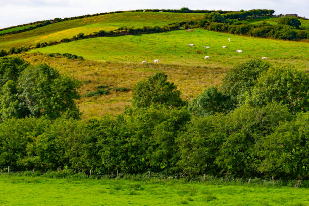 stagro owiec na polu farmy w greenway trasy z castlebar do westport - castlebar zdjęcia i obrazy z banku zdjęć