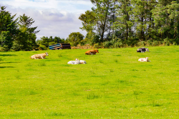 stado krów na polu farmy w trasie greenway z castlebar do westport - castlebar zdjęcia i obrazy z banku zdjęć