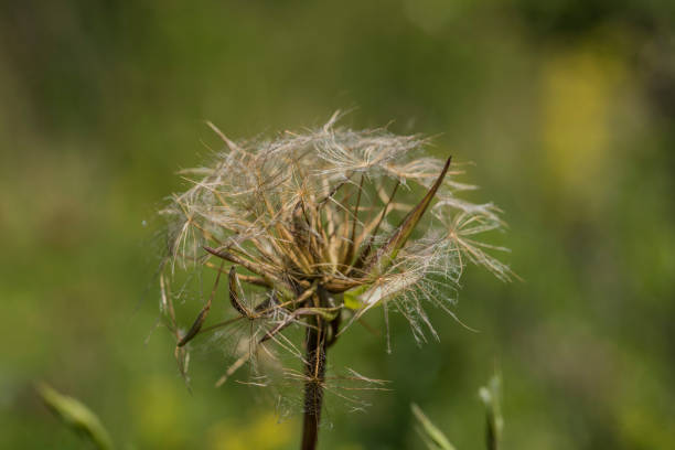 Old white dandelion on green meadow in hot summer day