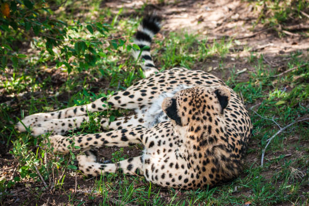 istock Beautiful cheetah in Maasai Mara park. Kenya 1070175542