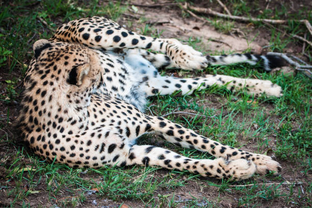 istock Beautiful cheetah in Maasai Mara park. Kenya 1070175576