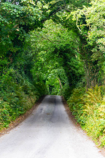 zielony tunel na trasie greenway z castlebar do westport - castlebar zdjęcia i obrazy z banku zdjęć