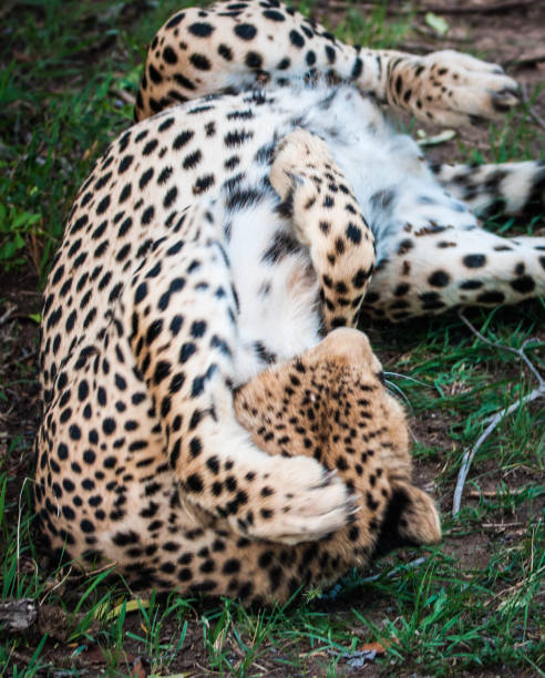 istock Beautiful cheetah in Maasai Mara park. Kenya 1070176028