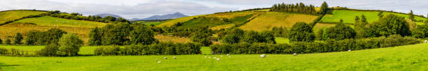 panorama stowarzysi owiec na polu farmy w trasie greenway z castlebar do westport - castlebar zdjęcia i obrazy z banku zdjęć
