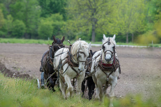 istock Team of Amish Horses Plowing a Field 1070178266
