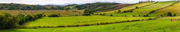 panorama stowarzysi owiec na polu farmy w trasie greenway z castlebar do westport - castlebar zdjęcia i obrazy z banku zdjęć