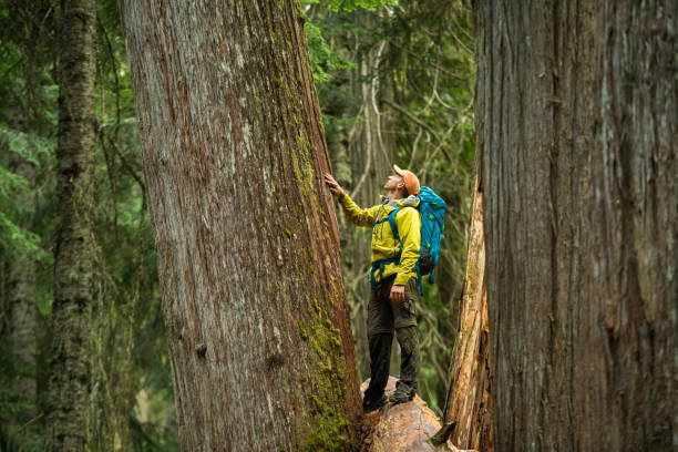 istock Hiking in an ancient cedar forest 1070178906