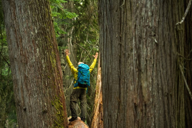 istock Hiking in an ancient cedar forest 1070178980