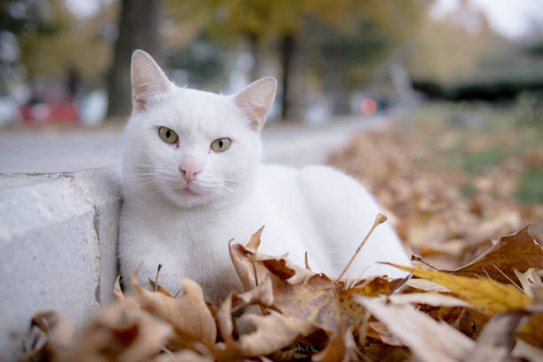 Cute white cat laying on dried leaves stock photo