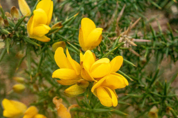 istock Yellow Gorse Flower with Green Prickly Leaves 1070179168