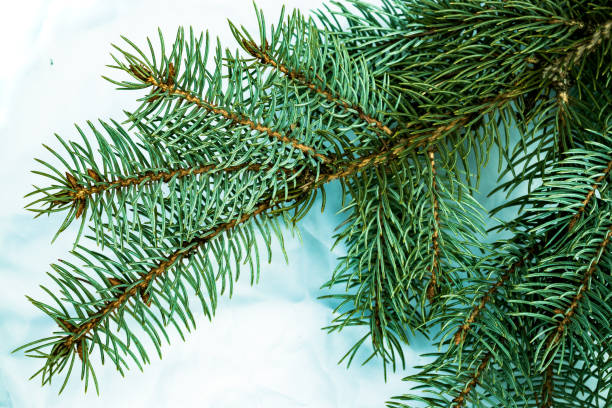 istock Christmas fir tree background on white background. Fir tree branches texture. 1070179532