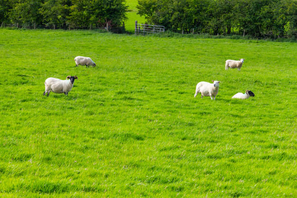 stagro owiec na polu farmy w greenway trasy z castlebar do westport - castlebar zdjęcia i obrazy z banku zdjęć