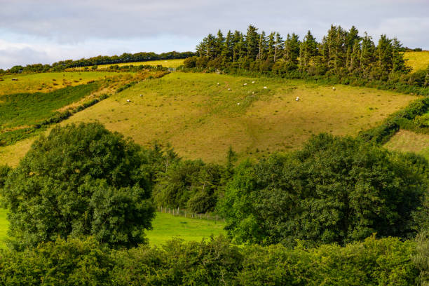 stagro owiec na polu farmy w greenway trasy z castlebar do westport - castlebar zdjęcia i obrazy z banku zdjęć