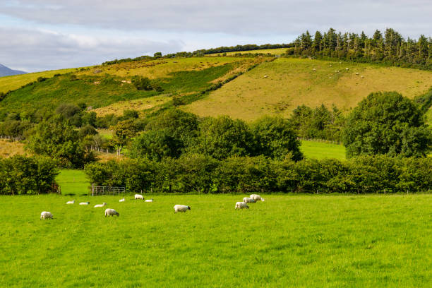 stagro owiec na polu farmy w greenway trasy z castlebar do westport - castlebar zdjęcia i obrazy z banku zdjęć