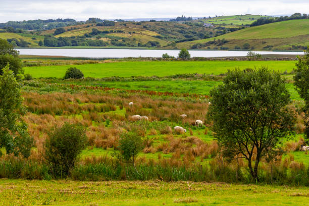 stóła owiec na trasie greenway z castlebar do westport - castlebar zdjęcia i obrazy z banku zdjęć