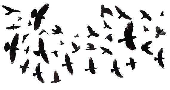 Flock of birds flying in sky. (Jackdaw, Corvus Monedula). Isolated against a white background with clipping path.