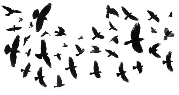 Photo of Flock of birds isolated
