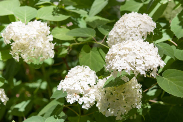 istock beatiful green branch with spring white lilac flowers. 1070183136