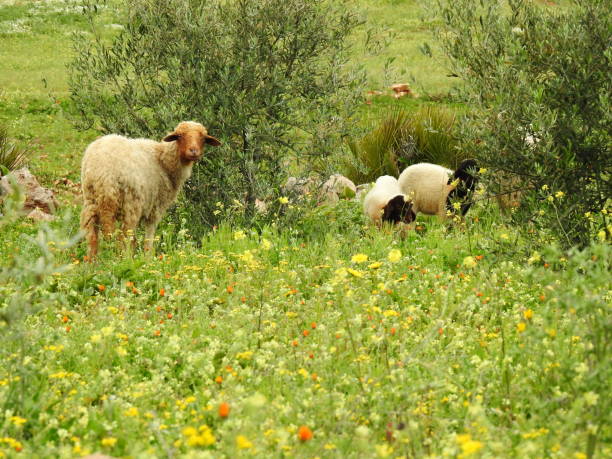 istock herd of sheep 1070185118