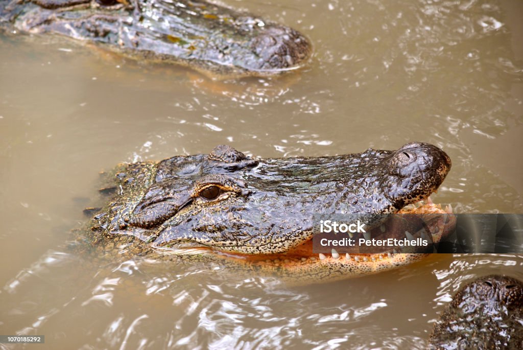 American alligator with mouth open Close up view of an American alligator Latin name alligator mississippiensis with mouth open Alligator Stock Photo